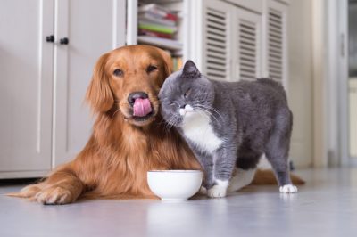 Animaux domestiques Animaux domestiques
